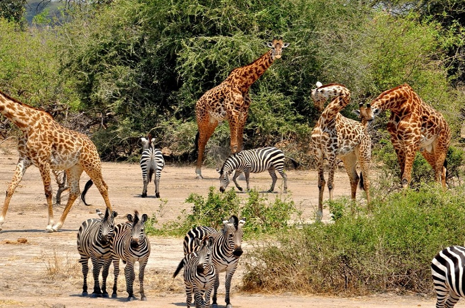 Selous National Park